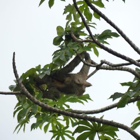 Panama Eco Resort Tierra Oscura 外观 照片